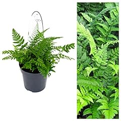 Polystichum tsus simense for sale  Delivered anywhere in UK