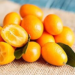 Yegaol garden 10pcs for sale  Delivered anywhere in USA 