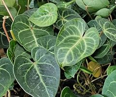 Anthurium clarinervium inch for sale  Delivered anywhere in USA 