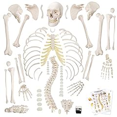 Disarticulated human skeleton for sale  Delivered anywhere in USA 