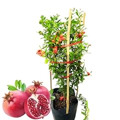Pack potted wonderful for sale  Delivered anywhere in USA 