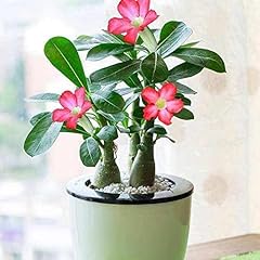 Saterkali semi adenium usato  Spedito ovunque in Italia 