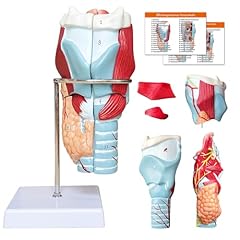 Modele anatomique larynx d'occasion  Livré partout en France