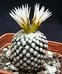 Pelecyphora valdezianus albifl for sale  Delivered anywhere in UK