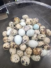 Quail desert coturnix for sale  Delivered anywhere in USA 