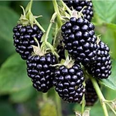 Mora rubus fruticosus usato  Spedito ovunque in Italia 