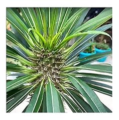 Pcs pachypodium geayi for sale  Delivered anywhere in UK