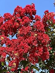 Pack red flowering for sale  Delivered anywhere in USA 