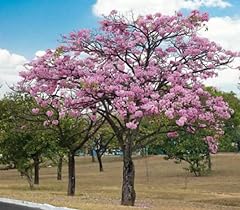 Tabebuia rosea pink for sale  Delivered anywhere in USA 