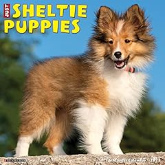 Sheltie puppies 2023 for sale  Delivered anywhere in UK