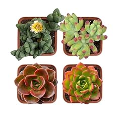 Succulent plants live for sale  Delivered anywhere in USA 