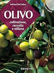 Olivo coltivazione raccolta usato  Spedito ovunque in Italia 
