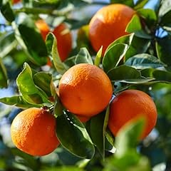 Yougarden citrus mandarin for sale  Delivered anywhere in UK