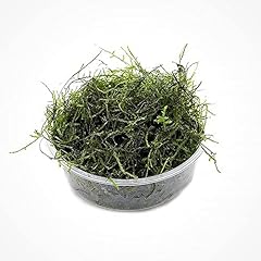 Substratesource java moss for sale  Delivered anywhere in USA 