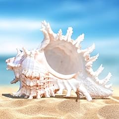 Coquillages naturels grandes d'occasion  Livré partout en France