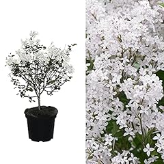 Syringa flowerfesta white for sale  Delivered anywhere in UK