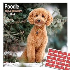 Poodle toy miniature for sale  Delivered anywhere in UK