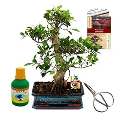 Bonsai albero fico usato  Spedito ovunque in Italia 