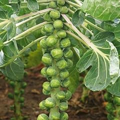 250 brussels sprouts for sale  Delivered anywhere in USA 