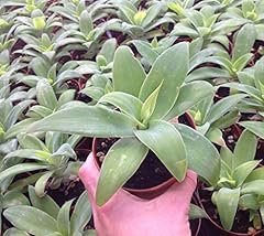 Agave agave attenuata usato  Spedito ovunque in Italia 
