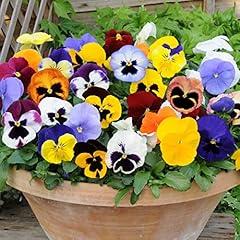Brookside nursery fresh for sale  Delivered anywhere in UK
