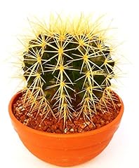 Powers flowers echinocactus usato  Spedito ovunque in Italia 