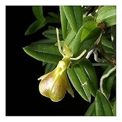 Orchid insanity epidendrum for sale  Delivered anywhere in USA 