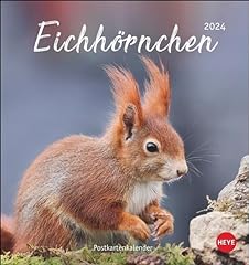 Eichhörnchen postkartenkalend gebraucht kaufen  Wird an jeden Ort in Deutschland