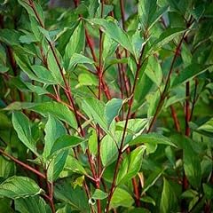 Red twig dogwood for sale  Delivered anywhere in USA 