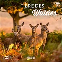 Animali della foresta usato  Spedito ovunque in Italia 