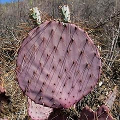 Durazilla prickly pear for sale  Delivered anywhere in USA 