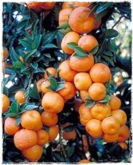 Pianta chinotto citrus usato  Spedito ovunque in Italia 