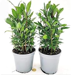 Powers flowers alloro usato  Spedito ovunque in Italia 
