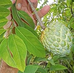 Sugar apple sweetsop for sale  Delivered anywhere in USA 