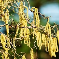 Corylus avellana contorta for sale  Delivered anywhere in Ireland