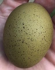 Generic hatching speckled for sale  Delivered anywhere in USA 