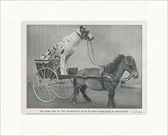 Kunstdruck smallest horse for sale  Delivered anywhere in UK