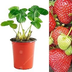 Strawberry cambridge favourite for sale  Delivered anywhere in UK