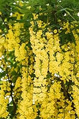 Laburnum watereri vossii gebraucht kaufen  Wird an jeden Ort in Deutschland