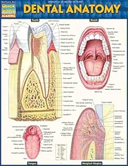 Dental anatomy gebraucht kaufen  Wird an jeden Ort in Deutschland