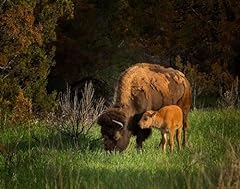 Bison cow calf for sale  Delivered anywhere in USA 