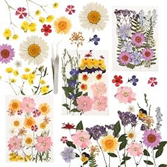 Set fiori secchi usato  Spedito ovunque in Italia 