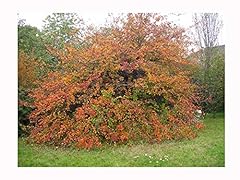 Cockspur hawthorn crataegus for sale  Delivered anywhere in UK