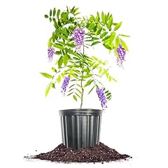 Perfect plants amethyst for sale  Delivered anywhere in USA 