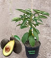 Lamb hass avocado for sale  Delivered anywhere in USA 