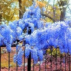 Blue wisteria tree for sale  Delivered anywhere in USA 
