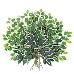 Dilatata 12pcs ficus for sale  Delivered anywhere in USA 