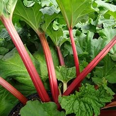 Carbeth plants rhubarb for sale  Delivered anywhere in UK