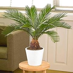 Votaniki american palm for sale  Delivered anywhere in USA 