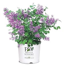Proven winners bloomerang for sale  Delivered anywhere in USA 